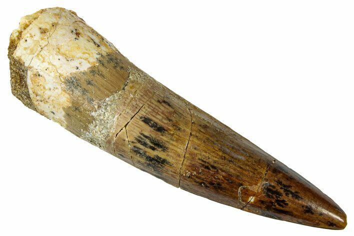 Fossil Spinosaurus Tooth - Real Dinosaur Tooth #331491